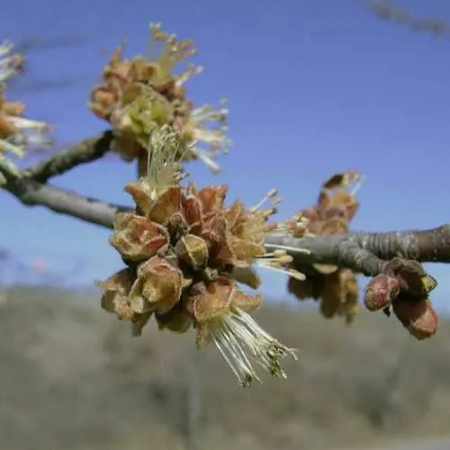 Acer saccharinum - Silver Maple