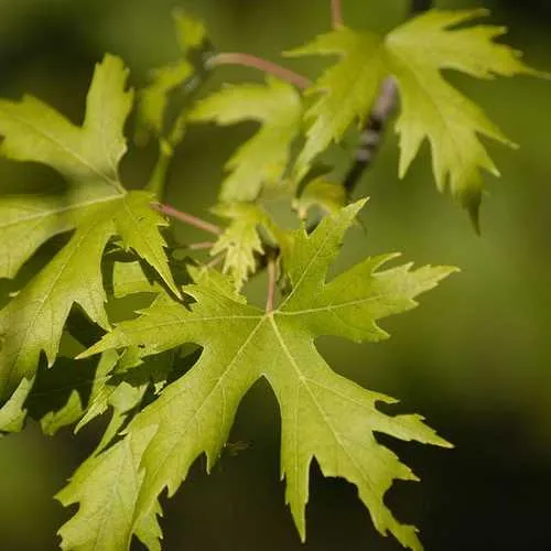 Acer saccharinum - Silver Maple