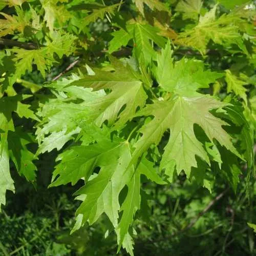 Acer saccharinum - Silver Maple