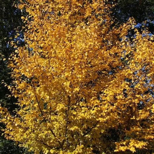 Betula utilis Wakehurst Place Chocolate